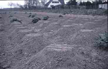 Bild 3: Häufchenkulturen in Hoerdt