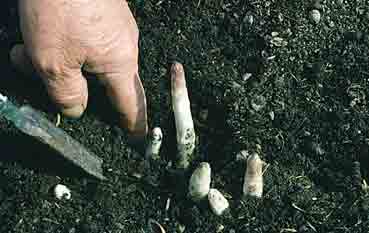 Bild 5 Spargelspitzen