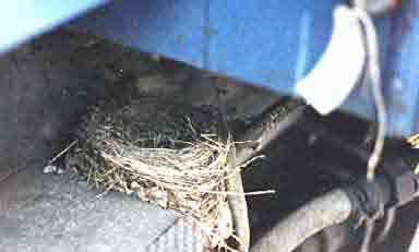 Bild 3 Vogelnest