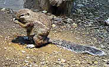 Hörnchen